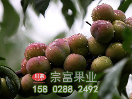 茵紅李苗