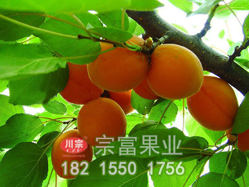 金太陽杏子