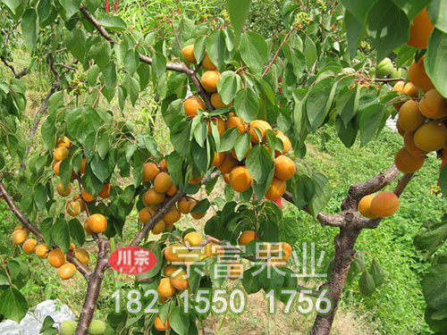 金太陽杏子