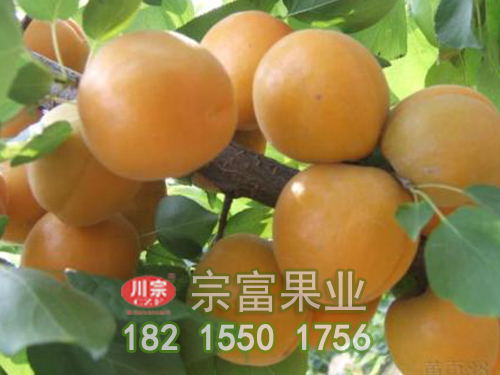 金太陽杏子
