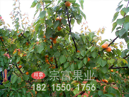 金太陽杏子