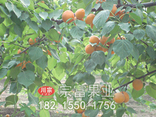 凱特杏子