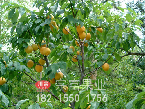 凱特杏子