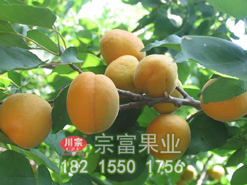 凱特杏子
