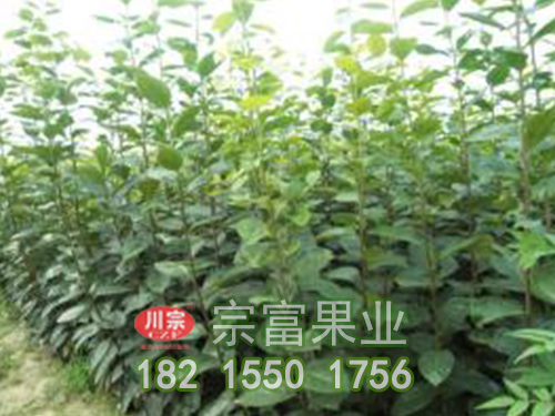 柿子苗 柿子苗