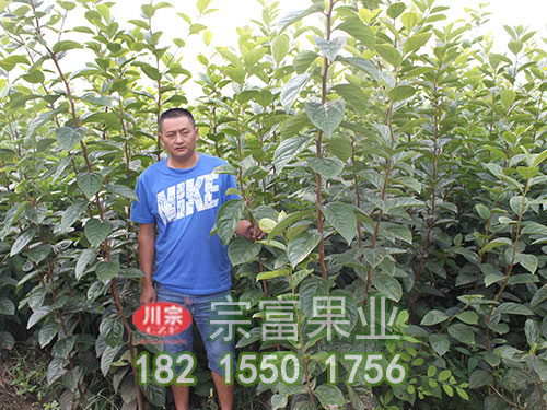 柿子苗 柿子苗