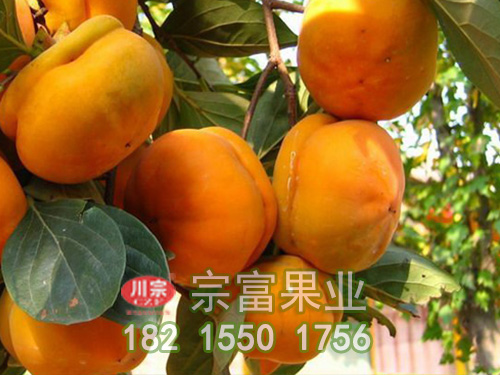 蓋柿