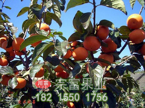 早秋 早秋