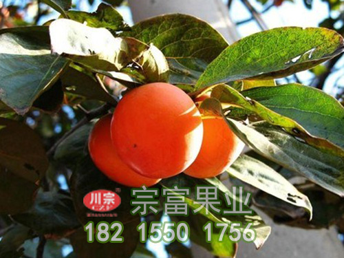 十月紅柿子圖片