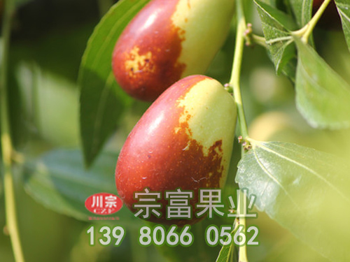 貴妃棗子
