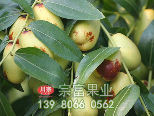 貴妃棗子