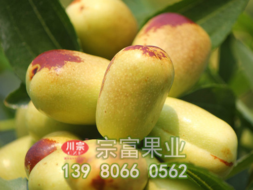 貴妃棗子