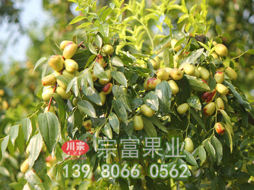 貴妃棗子