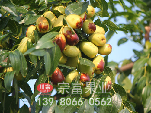 貴妃棗子