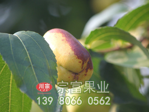 貴妃棗子