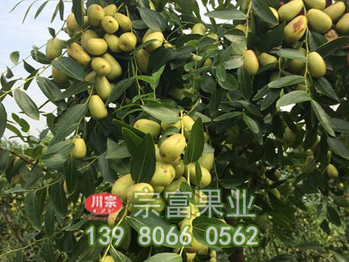 貴妃棗子