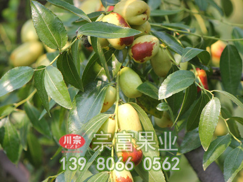 貴妃棗子