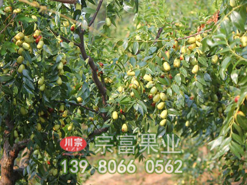 貴妃棗子