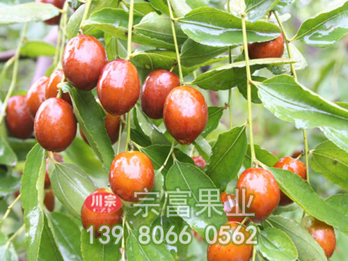 金絲棗子