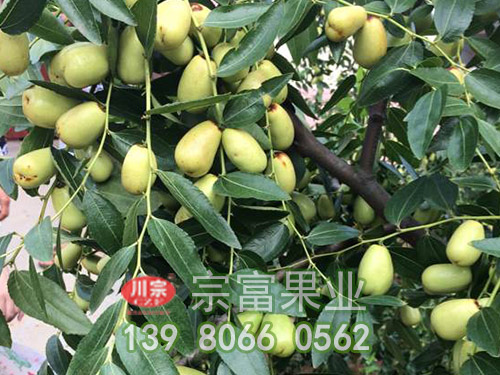 貴妃棗子