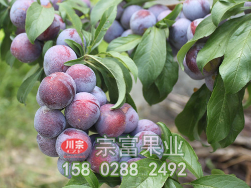 脆紅李苗