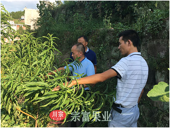“宗富果業”鄭萬清鄭總指導桃樹苗修枝整形