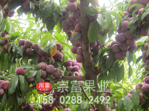 脆紅李苗