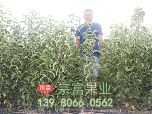 豐水梨苗