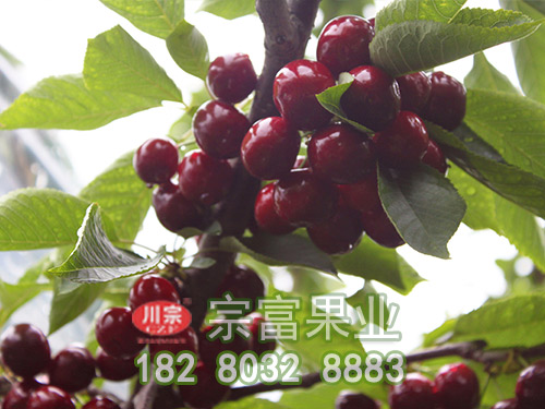拉賓斯櫻桃