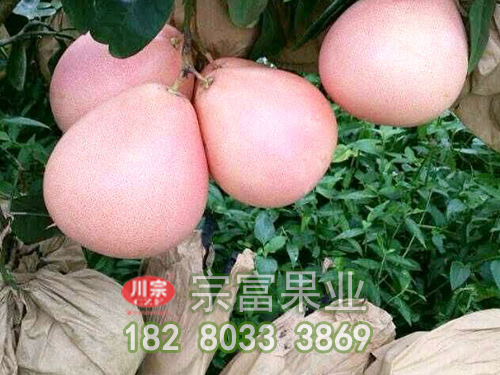 三紅蜜柚