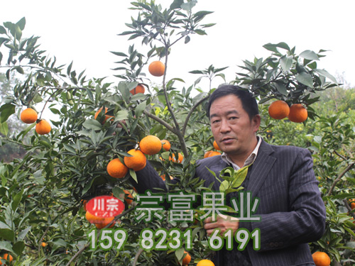 愛媛38號柑橘