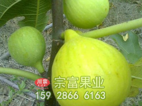 金傲芬無花果
