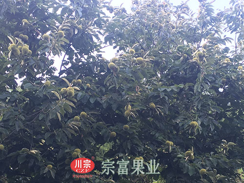 板栗樹苗