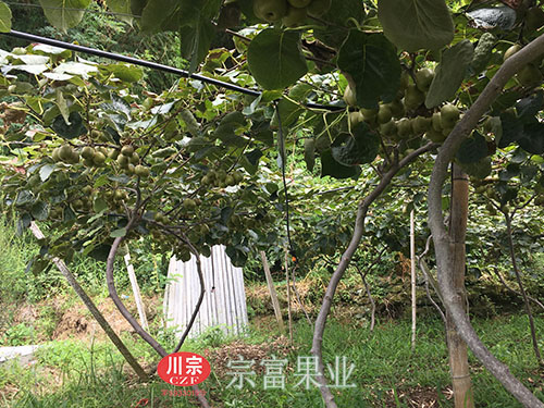 紅心獼猴桃