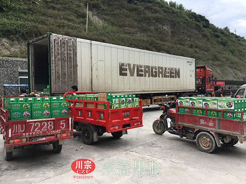 圖為：中塘鄉脆紅李組織裝車