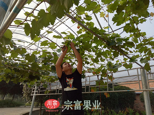 圖為：“宗富果業”技術員修剪葡萄