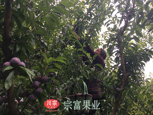 圖為：老人也幫著采收成熟脆紅李