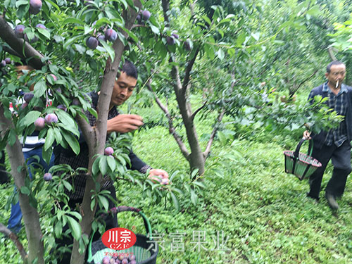 圖為：村民地裏采收香甜紅脆李
