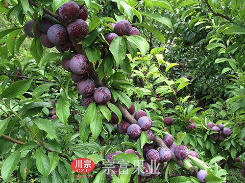 圖為：香甜脆紅李掛滿枝頭