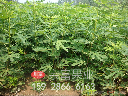 波姬紅無花果苗