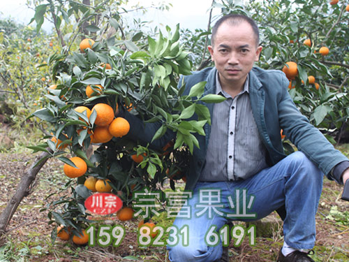 愛媛38號柑橘