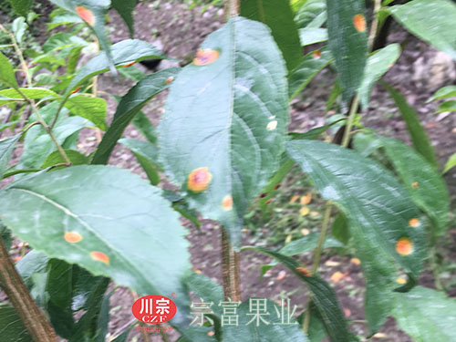 圖為：李樹苗紅點病症狀
