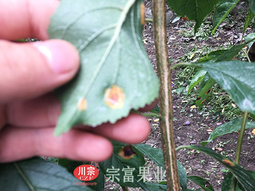 圖為：李子樹苗紅點病葉背表現