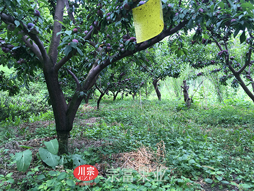 圖為：脆紅李果園內的黃板