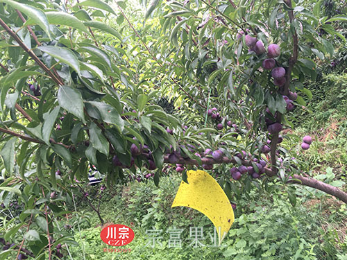 圖為：脆紅李樹上利用黃板殺蟲