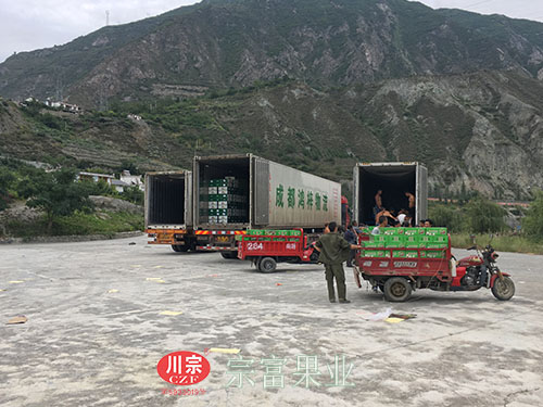 圖為：茂縣脆紅李裝車點