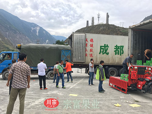 圖為：各大收購商指揮裝車