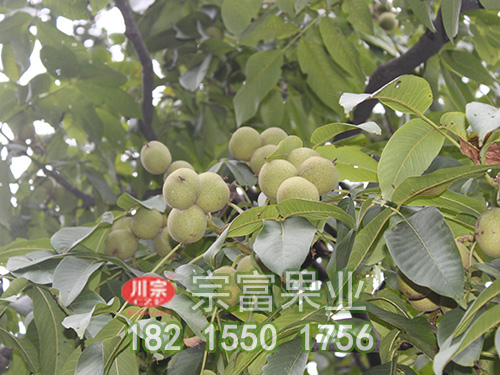 遼核一號核桃