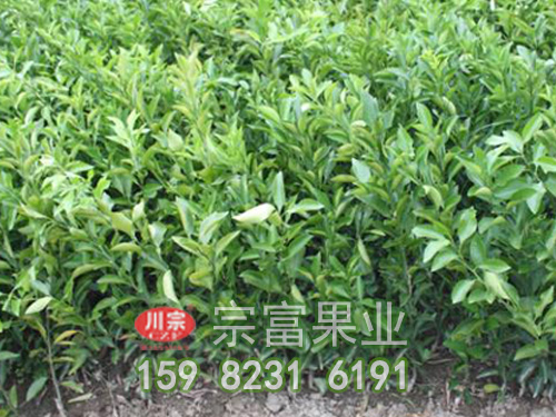 春見雜柑苗