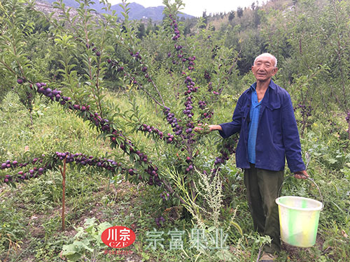 圖為：南莊村老村長種植三年脆紅李苗結果
